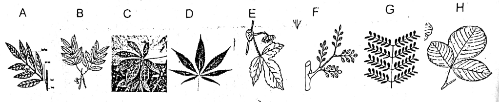 Taxonomy of higher plants